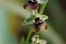 Ophrys bormuelleri
